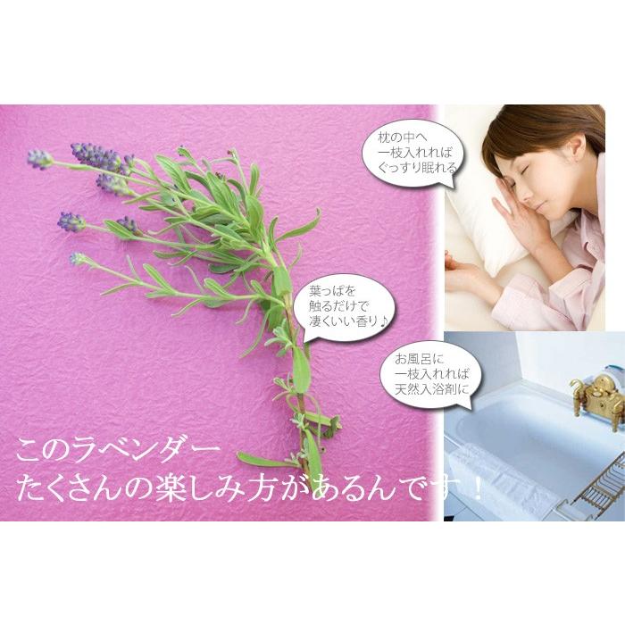 母の日 21 ギフト 花 鉢植え ラベンダー アロマティコ ブルー ハーブ ラベンダー苗 母の日 プレゼント 60代 50代 関東送料無料 Mother Yazawa Ra ゲキハナ初心者さんのお花屋さん 通販 Yahoo ショッピング