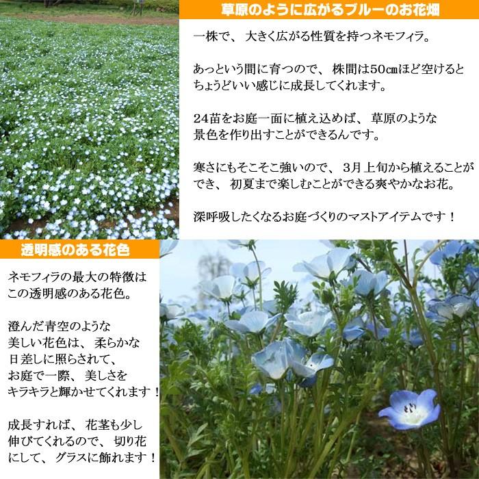 ネモフィラ ブルー 3 5寸 24苗セット 送料無料 ガーデニング用 花 苗 販売 一年草 寄せ植え 花壇苗 Naga Ss008 ゲキハナ初心者さんのお花屋さん 通販 Yahoo ショッピング