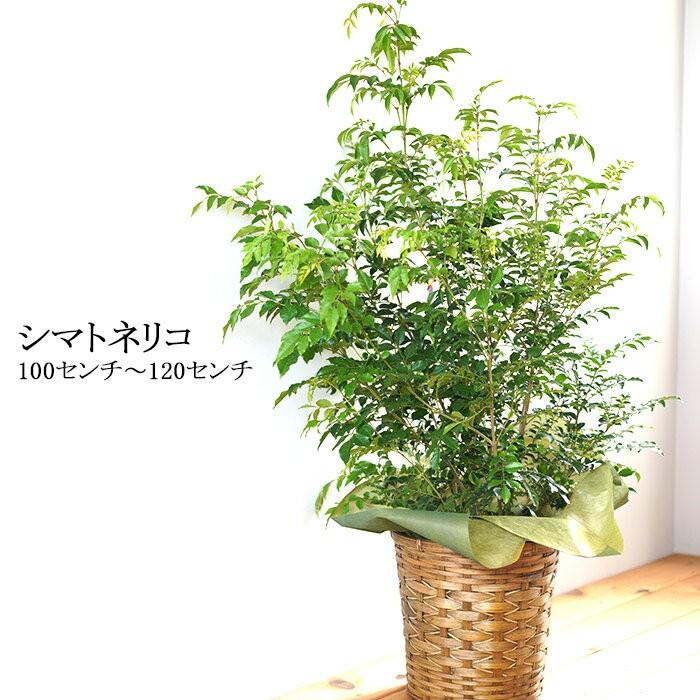 送料無料 シマトネリコ 背丈約100cmから1cm 8号鉢 シマトネリコ 鉢植え 玄関 屋外 Www Coworkingodense Dk