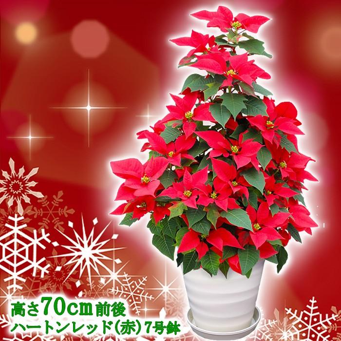 送料無料 お歳暮 ギフト 本物のポインセチアで仕立てたクリスマスツリー 背丈70センチ 7号鉢植え ハートンレッド 赤いポインセチア 大鉢 プリンセチア Oak Tree701 ゲキハナ初心者さんのお花屋さん 通販 Yahoo ショッピング