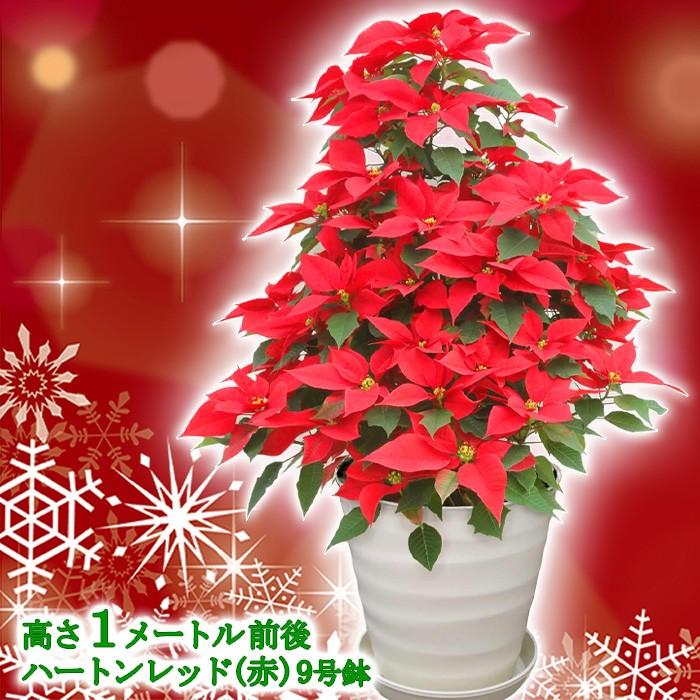 送料無料 お歳暮 ギフト 本物のポインセチアで仕立てたクリスマスツリー 背丈1メートル 9号鉢植え ハートンレッド 赤いポインセチア 大鉢 プリンセチア Oak Tree703 ゲキハナ初心者さんのお花屋さん 通販 Yahoo ショッピング