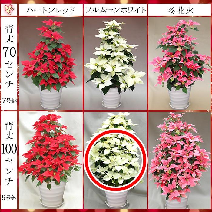 送料無料 お歳暮 ギフト 本物のポインセチアで仕立てたクリスマスツリー 背丈1メートル 9号鉢植え フルムーンホワイト 白いポインセチア 大鉢 プリンセチア Oak Tree704 ゲキハナ初心者さんのお花屋さん 通販 Yahoo ショッピング