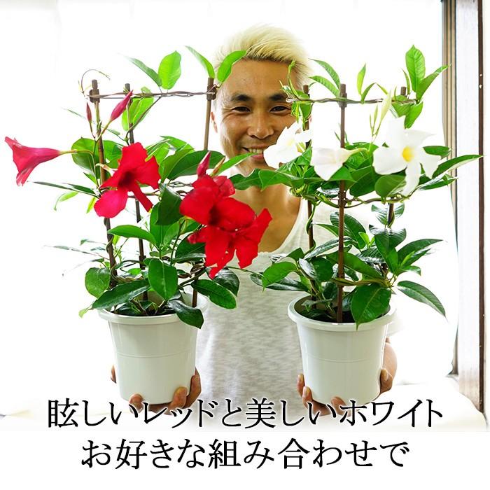 マンデビラ デプラデニア 送料無料 2鉢セット 5号鉢 ベランダ おすすめ 苗 鉢植え 花 夏 暑さに強い Okamoto Mande5 ゲキハナ初心者さんのお花屋さん 通販 Yahoo ショッピング