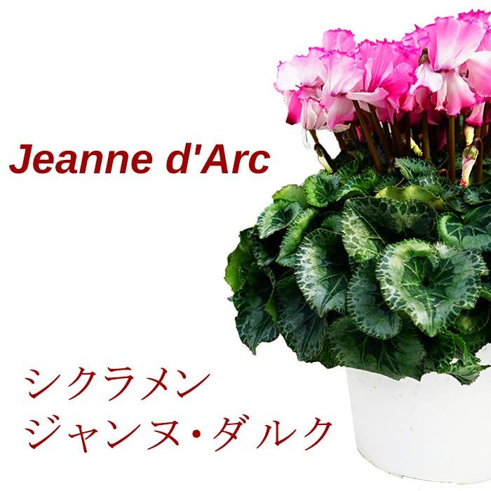 シクラメン 送料無料 ジャンヌダルク 6号 未発売 新品種 珍しい フリフリなシクラメン バスケット付き 鉢花 お歳暮 フリンジ Ouchi Jan6 ゲキハナ初心者さんのお花屋さん 通販 Yahoo ショッピング