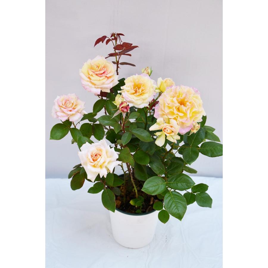 香りのバラ アルページュ ばら 6号 大苗 ピンク イエロー 色変わり ブッシュ 四季咲き いい香り たくさん咲く Rose Arpege ゲキハナ初心者さんのお花屋さん 通販 Yahoo ショッピング