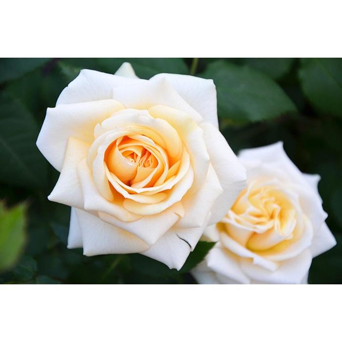 香りのバラ プリエール ばら 6号 大苗 ホワイト ティー香 ブッシュ 四季咲き いい香り 剣弁高芯咲き Rose Priere ゲキハナ初心者さんのお花屋さん 通販 Yahoo ショッピング