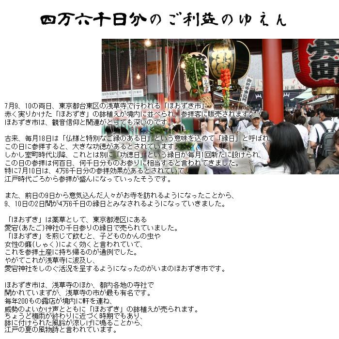 代引き不可 送料無料 ほおずき 鉢植え お中元 人気 お盆 鬼灯 ホオズキ ほおずき市 ほおずき鉢植え 風鈴のおまけつき Sanwa Hou ゲキハナ初心者さんのお花屋さん 通販 Yahoo ショッピング