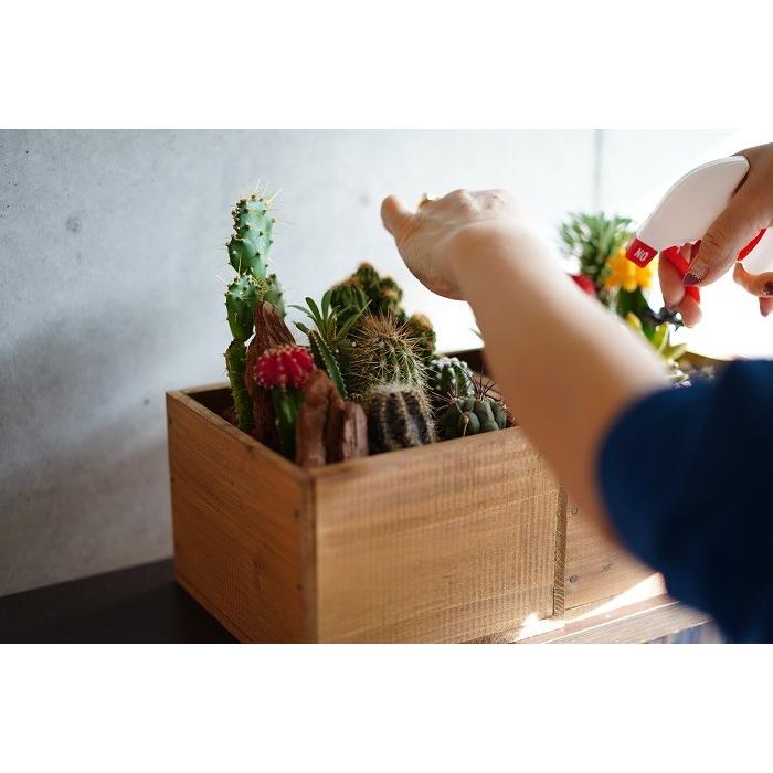 多肉 サボテン 木箱の寄せ植え サボテンbox お手入れカンタン 室内ok インテリア ギフト ジオラマ 多肉植物 鉢 送料無料 受注生産 Sanwa Tanic ゲキハナ初心者さんのお花屋さん 通販 Yahoo ショッピング