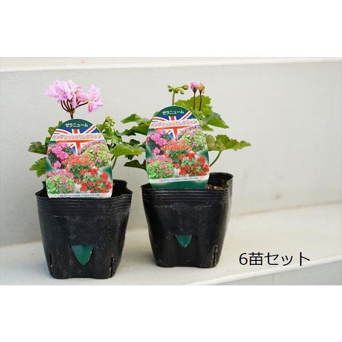 送料無料 ゼラニウム イングリッシュシリーズ ガーディントン 3 5寸 6苗セット ゼラニューム 花苗 Sanwa Zera 1 ゲキハナ初心者さんのお花屋さん 通販 Yahoo ショッピング