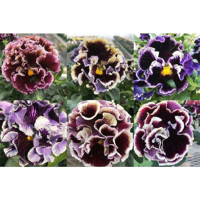 花 パンジー 苗 八重咲き ラブリーシュシュ 花色お任せ 3号 冬の花苗 春の