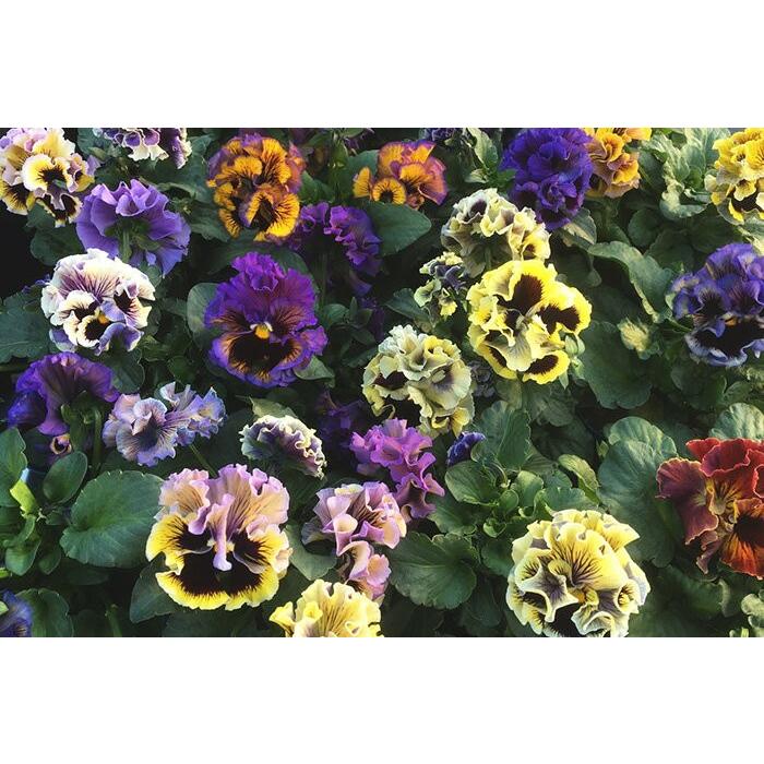 パンジー 苗 ドラキュラMIX 4苗セット 八重咲き フリル アンティーク