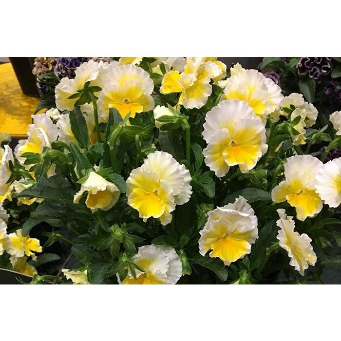 ビオラ 苗 エッグタルト 4苗セット 八重咲き フリル 花苗 希少 レア