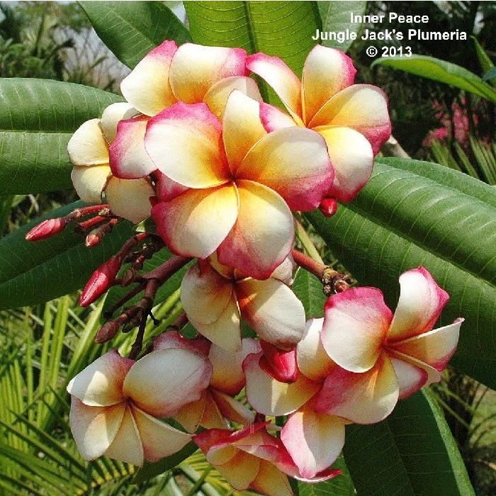 プルメリア 苗 インナーピース Inner Peace 5寸 1鉢 苗木 産地直送 鉢植え 未開花株 2鉢まで同梱可能 水 木 金曜 固定出荷 Shiki Plu Innerpeace 5 ゲキハナ初心者さんのお花屋さん 通販 Yahoo ショッピング
