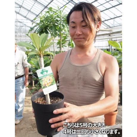 プルメリア 苗 テンプテイション Temptation 5寸 1鉢 苗木 鉢植え 未開花株 ハイワイアンレイフラワー フランジパニ 2鉢まで同梱可能 Shiki Plu Temptation 5 ゲキハナ初心者さんのお花屋さん 通販 Yahoo ショッピング