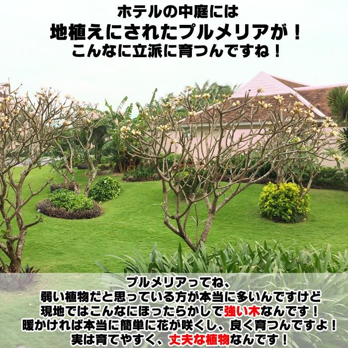 送料無料 虹色のプルメリア 苗 蕾ナシ 6寸大株 プルメリア 苗 鉢植え 苗木 品種 育て方 販売 Shiki Plumeria6 ゲキハナ初心者さんのお花屋さん 通販 Yahoo ショッピング
