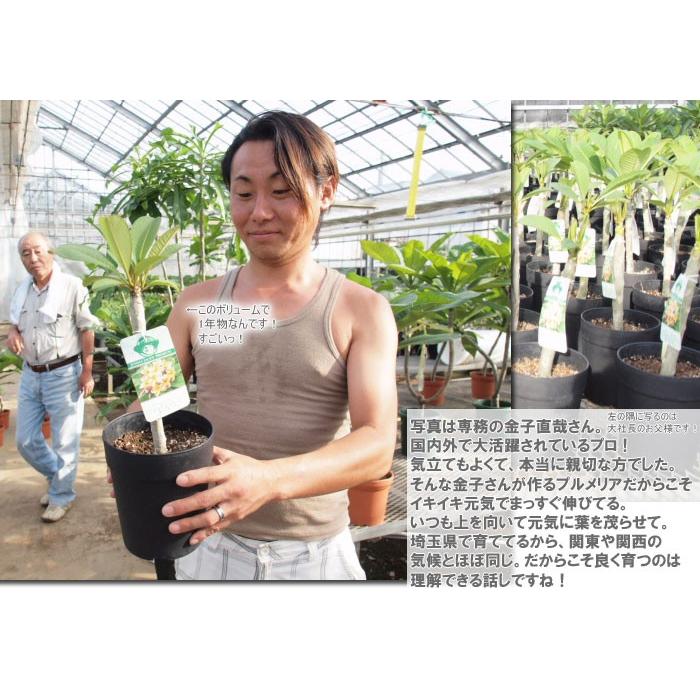 プルメリア 苗木 香り 送料無料 虹色のプルメリア 苗 ケンズホワイト以外は蕾付き 6寸 大株 2鉢まで同梱可能 Shiki Plumeria ゲキハナ初心者さんのお花屋さん 通販 Yahoo ショッピング