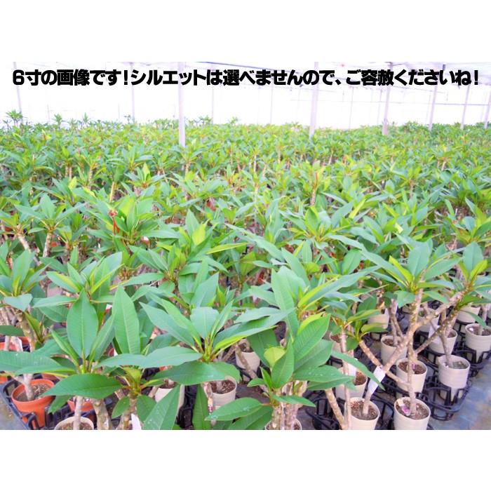 プルメリア 苗木 香り 送料無料 虹色のプルメリア 苗 ケンズホワイト以外は蕾付き 6寸 大株 2鉢まで同梱可能 Shiki Plumeria ゲキハナ初心者さんのお花屋さん 通販 Yahoo ショッピング