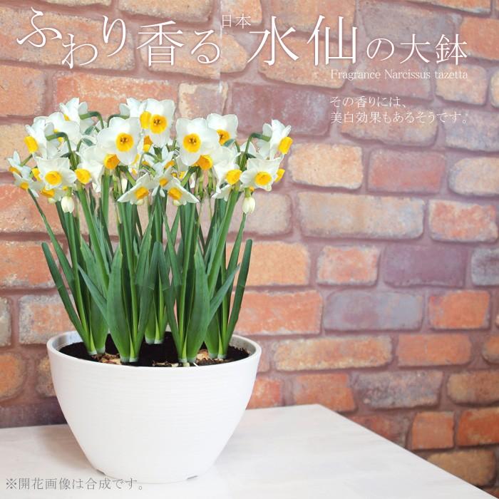 送料無料 日本水仙 8寸寄せ 寄せ植え 毎年咲く 地植えもok 玄関前の軒下などにも置けます Shiki Suisen8 ゲキハナ初心者さんのお花屋さん 通販 Yahoo ショッピング