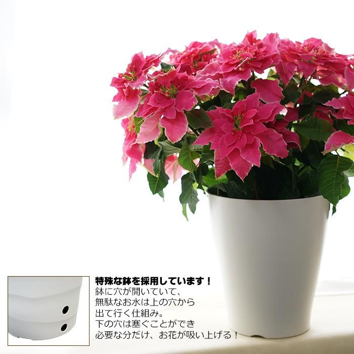 八重咲きプリンセチア ローザ 送料無料 7号鉢 抱えるほどデッカイ クリスマスに飾ろう Shiobara Roza7 ゲキハナ初心者さんのお花屋さん 通販 Yahoo ショッピング