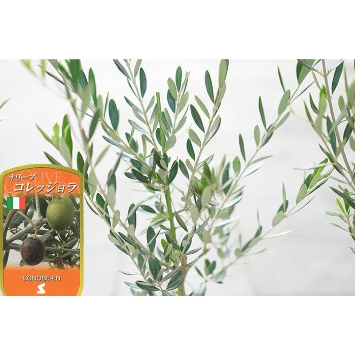 送料無料 オリーブの木 6寸 2鉢セット 全5種選び放題 チプレッシーノ アルベキーナ コロネイキ コラティーナ コレッジョラ Sonobe Ori6 ゲキハナ初心者さんのお花屋さん 通販 Yahoo ショッピング