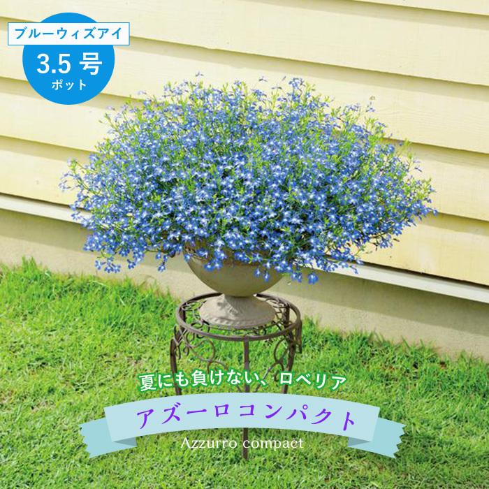 アズーロコンパクト ブルーウィズアイ 3 5号ポット 1株 花なしのポット苗での納品です Sui Azb3 ゲキハナ初心者さんのお花屋さん 通販 Yahoo ショッピング