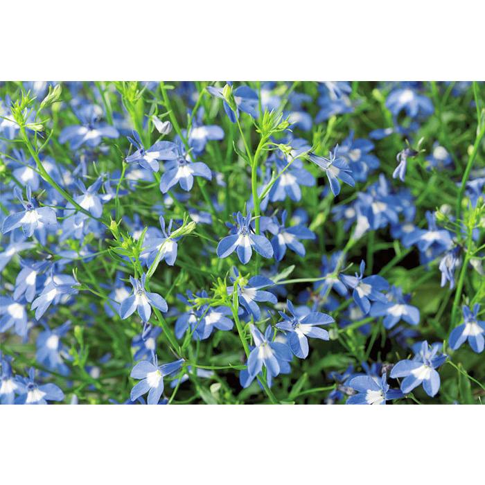 アズーロコンパクト ブルーウィズアイ 3 5号ポット 1株 花なしのポット苗での納品です Sui Azb3 ゲキハナ初心者さんのお花屋さん 通販 Yahoo ショッピング