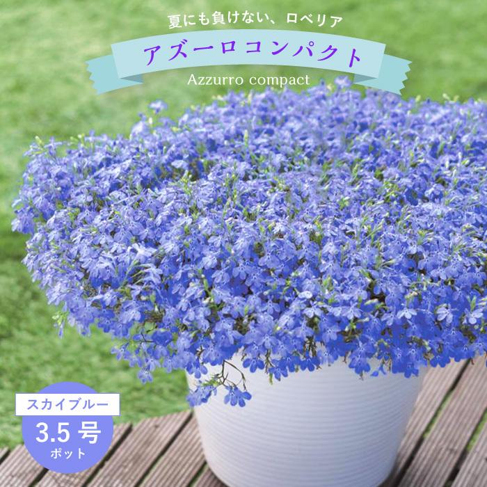 アズーロコンパクト スカイブルー 3 5号ポット 1株 花なしのポット苗での納品です Sui Azs3 ゲキハナ初心者さんのお花屋さん 通販 Yahoo ショッピング