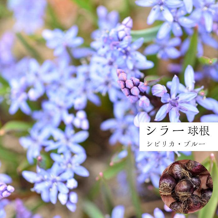シラー 球根 青 シビリカブルー 10球セット 青い花 が おしゃれ メール便限定 送料無料 初心者ok Sui Schbb10 ゲキハナ初心者さんのお花屋さん 通販 Yahoo ショッピング