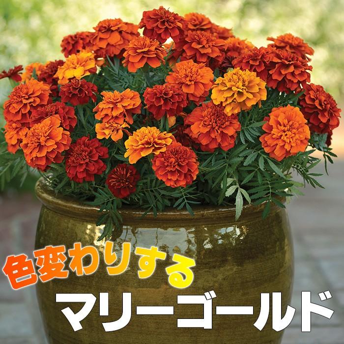 マリーゴールド 苗セット 送料無料 色変わりするマリーゴールド 全2種から選べる ストロベリーブロンドとファイヤーボール Suna Marryfs ゲキハナ初心者さんのお花屋さん 通販 Yahoo ショッピング