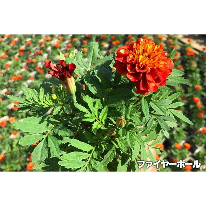 マリーゴールド 苗セット 送料無料 色変わりするマリーゴールド 全2種から選べる ストロベリーブロンドとファイヤーボール Suna Marryfs ゲキハナ初心者さんのお花屋さん 通販 Yahoo ショッピング