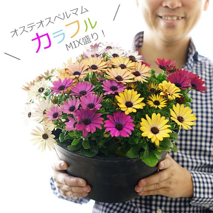 送料無料 オステオスペルマム カラフルmix盛り 9号大鉢 直径27センチ 毎年咲く モリモリ育つ Suna Oste9 ゲキハナ初心者さんのお花屋さん 通販 Yahoo ショッピング
