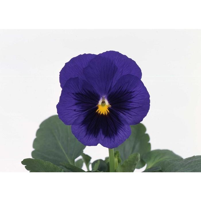 パンジー パシオ ツンブルーブロッチ 3 5寸 24苗セット 産地からお庭に直送 ピンピンしてます 鮮度抜群の逸品たち Suna Pv 22 ゲキハナ初心者さんのお花屋さん 通販 Yahoo ショッピング