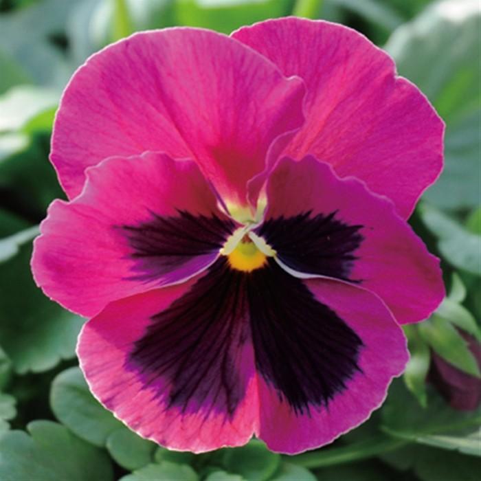 パンジー デルタプレミアム ローズウィズブロッチ 3 5寸 24苗セット 産地直送 花苗 ピンピンしてます 鮮度抜群の逸品たち Suna Pv 61 ゲキハナ初心者さんのお花屋さん 通販 Yahoo ショッピング