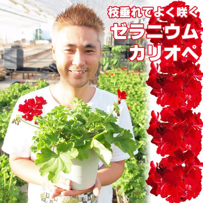 送料無料 よく咲くゼラニウム カリオペ 5号 10鉢セット プランター5個分作れます Tada Kari5 10 ゲキハナ初心者さんのお花屋さん 通販 Yahoo ショッピング