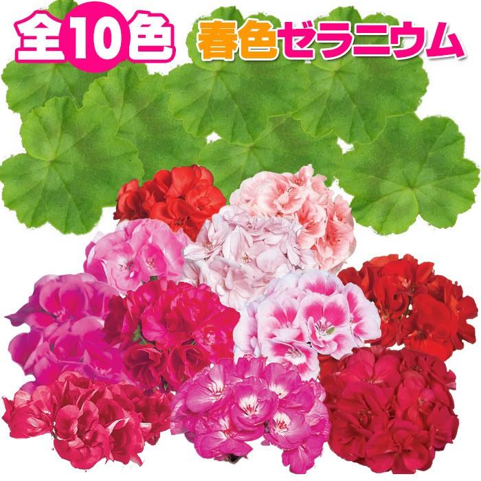 全10色 送料無料 ゼラニウム クオリティシリーズ 5号 2鉢セット ゼラニューム Tada Zonal ゲキハナ初心者さんのお花屋さん 通販 Yahoo ショッピング