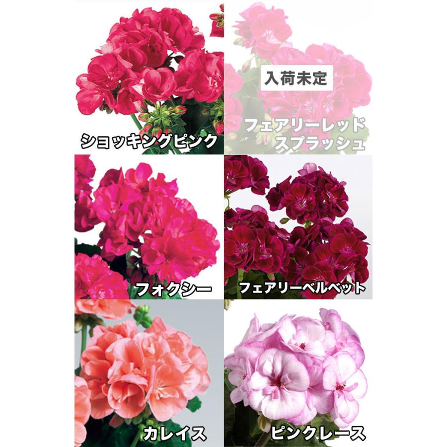 全8色 送料無料 ゼラニウム クオリティシリーズ 5号 2鉢セット ゼラニューム Tada Zonal ゲキハナ初心者さんのお花屋さん 通販 Yahoo ショッピング