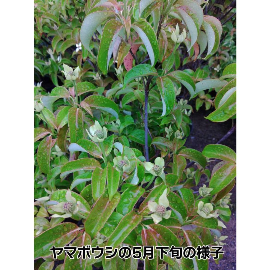 現在、葉が枯れた状態】 常緑ヤマボウシ（山法師） 7号 品種：月光 ハナミズキの親戚のお花です。庭植えでシンボルツリーに 鉢植えにもオススメ  :taito-yama7:ゲキハナ初心者さんのお花屋さん - 通販 - Yahoo!ショッピング