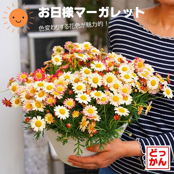 ハニービー クリームオレンジ マーガレット 9号 27センチ 送料無料 Takahashi Maor8 ゲキハナ初心者さんのお花屋さん 通販 Yahoo ショッピング