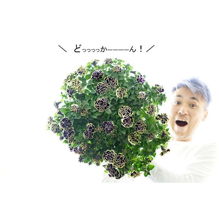 送料無料 八重咲き ペチュニア 黒真珠 ブラックパールの宝石 7寸 大鉢 寄せ植え 鉢植え Takasiz Petyu7 ゲキハナ初心者さんのお花屋さん 通販 Yahoo ショッピング