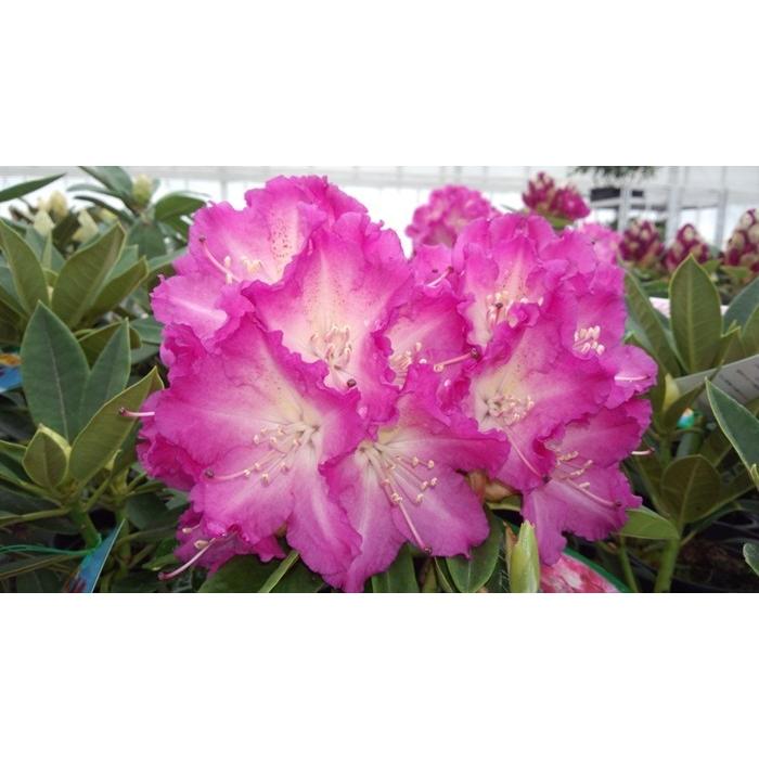 4 28から5 16着不可 アンジェリカ 6号大株 シャクナゲ 石楠花 秋植えに最適 シャクナゲ4鉢まで同梱可 ギフト包装 代引不可 Takasyo Anjelica ゲキハナ初心者さんのお花屋さん 通販 Yahoo ショッピング