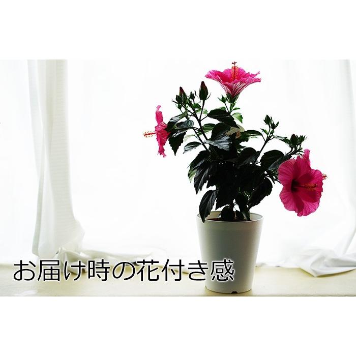 4 28から5 16着不可 送料無料 よく咲く長く咲くハイビスカス 鉢植え 5号鉢 アドニス ダブルオレンジ 八重 1鉢 同梱4鉢まで対応中 ヒビスカス Take Takehara Hbc Wor5 ゲキハナ初心者さんのお花屋さん 通販 Yahoo ショッピング