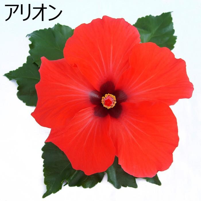 ハイビスカス 送料無料 鉢植え 販売 ギガランキングｊｐ