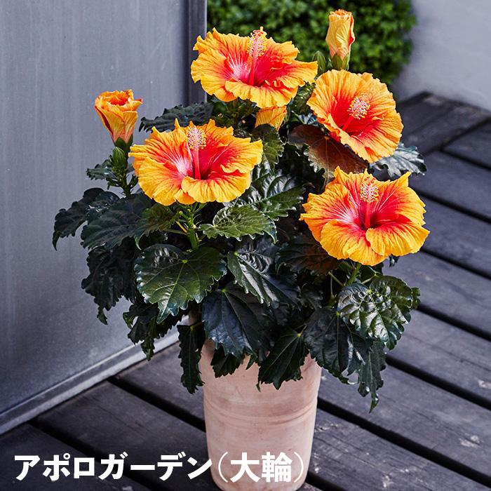 ハイビスカス ロングライフ 5号鉢 全21種 2鉢まで同梱OK 3日咲く