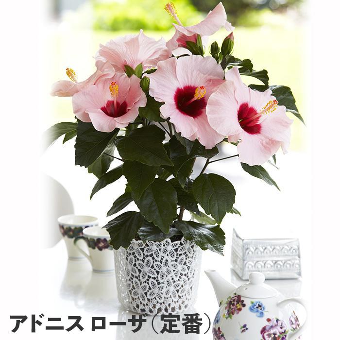 ハイビスカス ロングライフ 5号鉢 全21種 2鉢まで同梱OK 3日咲く