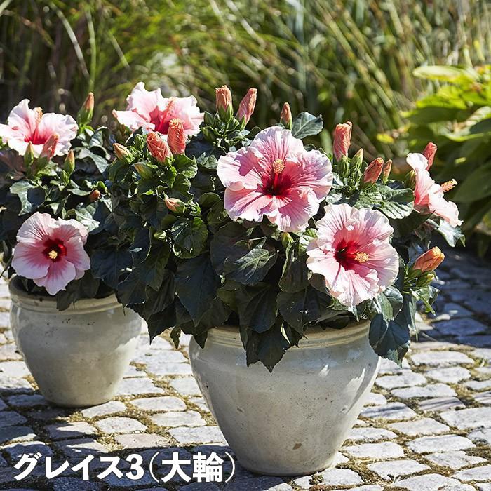 切花用品種　レア超人気挿し木大苗5号鉢 ハイビスカス ロングライフ 5号鉢 全21種 2鉢まで同梱OK 3日咲く
