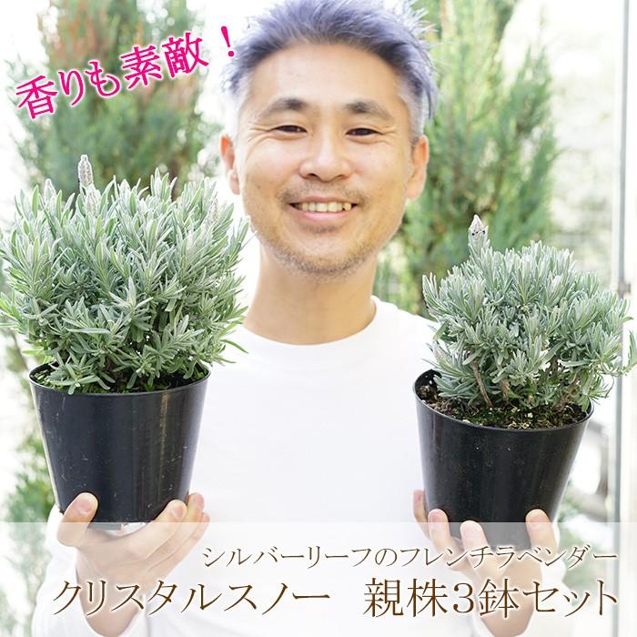 送料無料 シルバーリーフ フレンチラベンダー クリスタルスノー 4号親株 3鉢セット Yazawa Cristal5 ゲキハナ初心者さんのお花屋さん 通販 Yahoo ショッピング