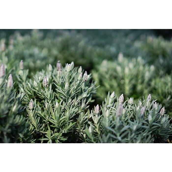 送料無料 シルバーリーフ フレンチラベンダー クリスタルスノー 4号親株 3鉢セット Yazawa Cristal5 ゲキハナ初心者さんのお花屋さん 通販 Yahoo ショッピング