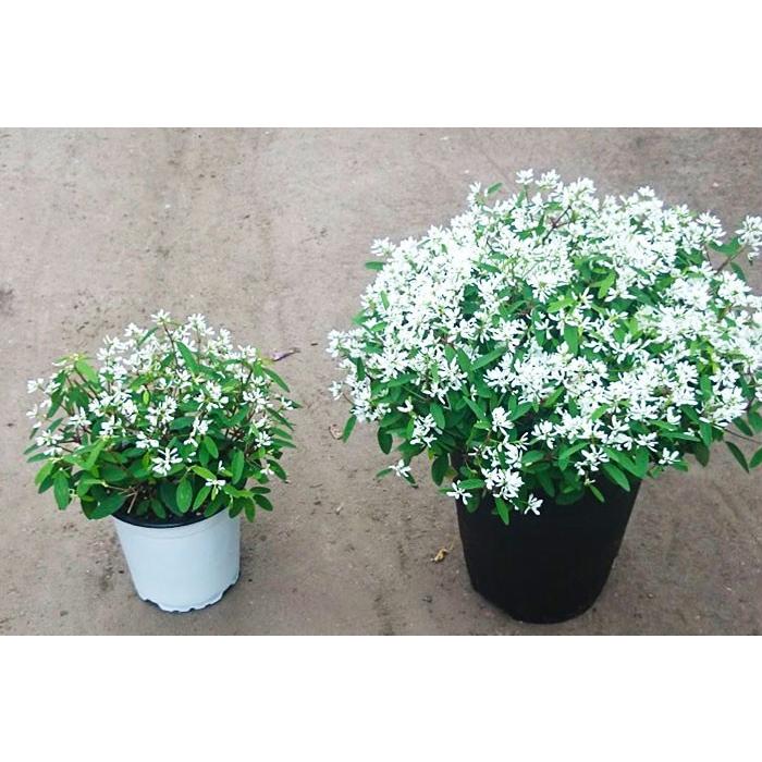 送料無料 どっかんスタイル ユーフォルビア ダイヤモンドスター 8寸 大鉢 八重咲き Yazawa Dstar8 ゲキハナ初心者さんのお花屋さん 通販 Yahoo ショッピング