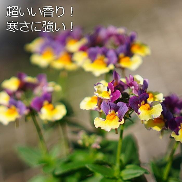 送料無料 香るネメシア チョコバナナ 3 5寸 12苗セット 花の苗 花壇 寄せ植え 販売 通販 Yokota Choco12 ゲキハナ初心者さんのお花屋さん 通販 Yahoo ショッピング