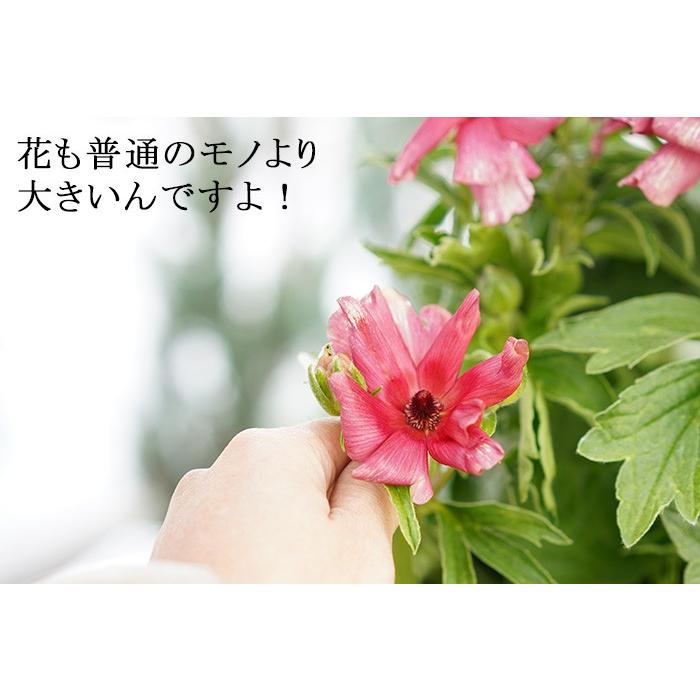 送料無料 希少 ラナンキュラス ラックス テセウス 8号大株 3年株 花がいっぱい咲きます 産地直送 球根植物 毎年咲く Yokota Lux8 ゲキハナ初心者さんのお花屋さん 通販 Yahoo ショッピング